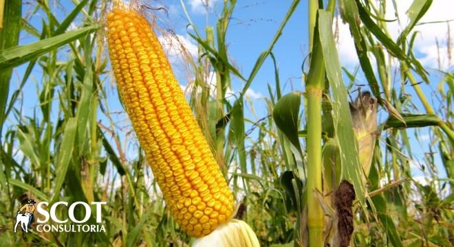 Milho: relação de troca melhora para o pecuarista na comparação anual
