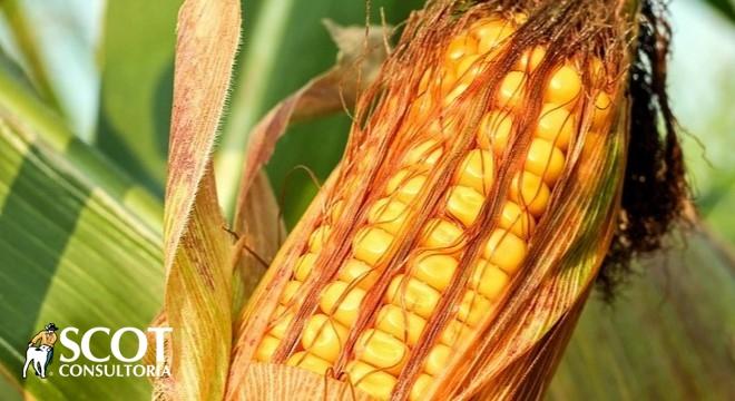 Expectativa de produção de milho de segunda safra sobe 1,5%
