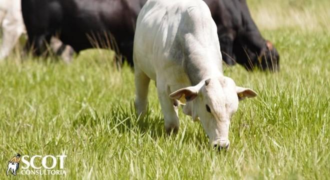 Manejo da fertilidade do solo da pastagem