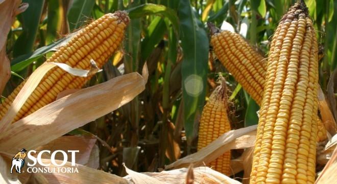 Mercado do milho: atenção ao câmbio