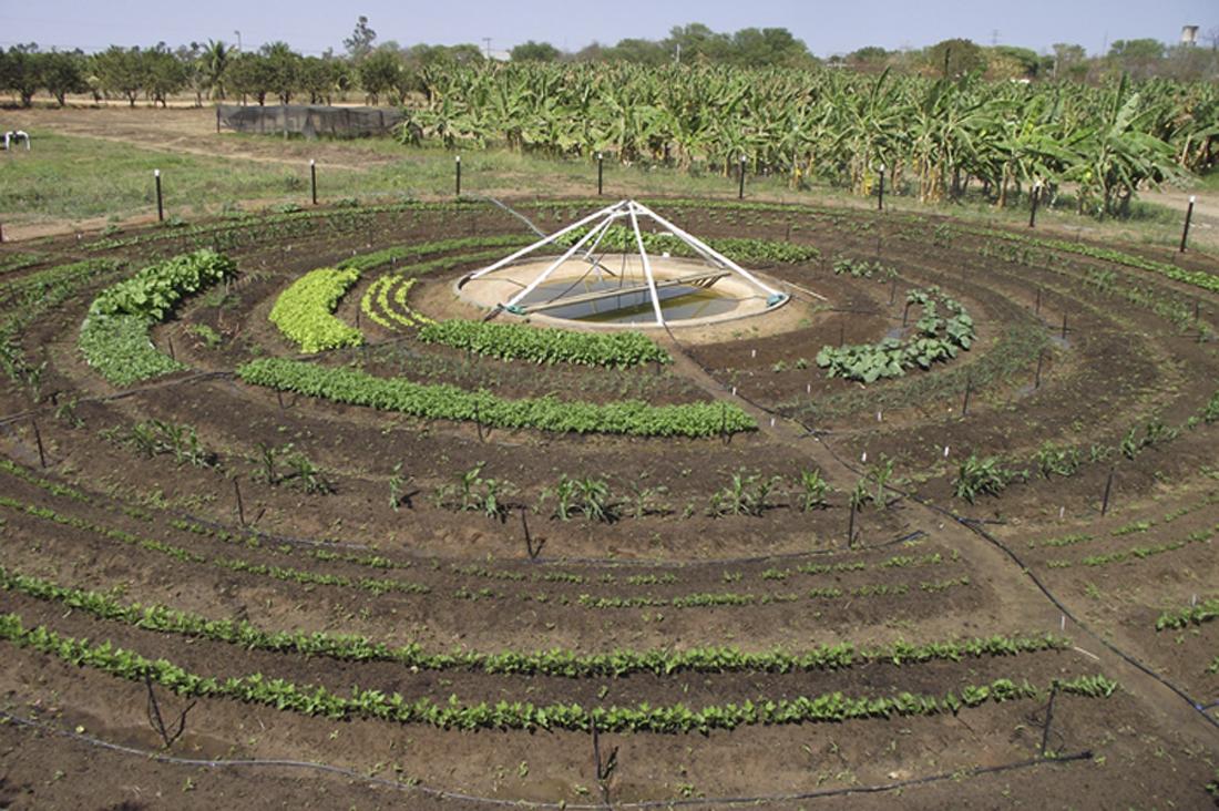 Hortas circulares auxiliam na alimentação e complementam renda de famílias do Norte de Minas
