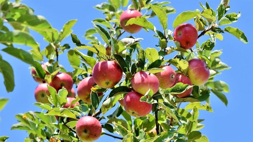Drones podem auxiliar na colheita de frutas