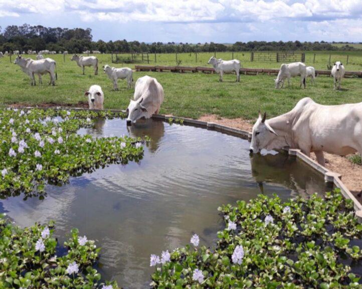 As plantas aquáticas ajudam a manter o bebedouro do gado limpo?