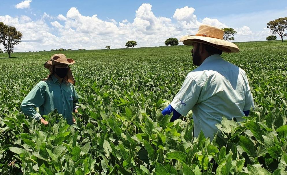 Projeto estimula a produção de soja no Centro-Oeste de Minas