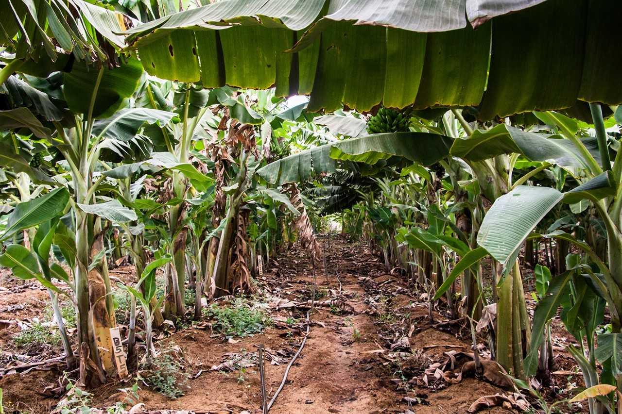 Epamig discute nutrição de bananais em evento on-line