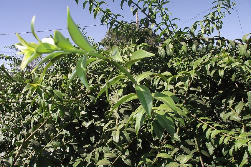 Epamig participa de projeto socioambiental para a difusão do cultivo e o consumo de hortaliças PANC