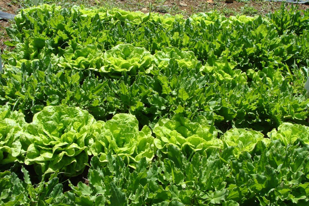 Epamig promove evento sobre horticultura