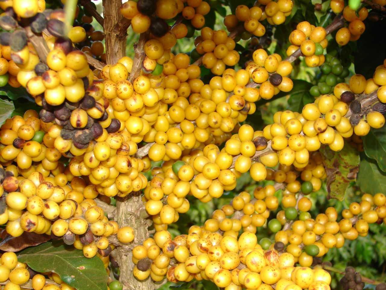 Epamig e Senar promovem dia de campo de cafeicultura em Patrocínio