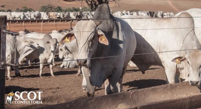 Fim de outubro com mercado do boi gordo calmo