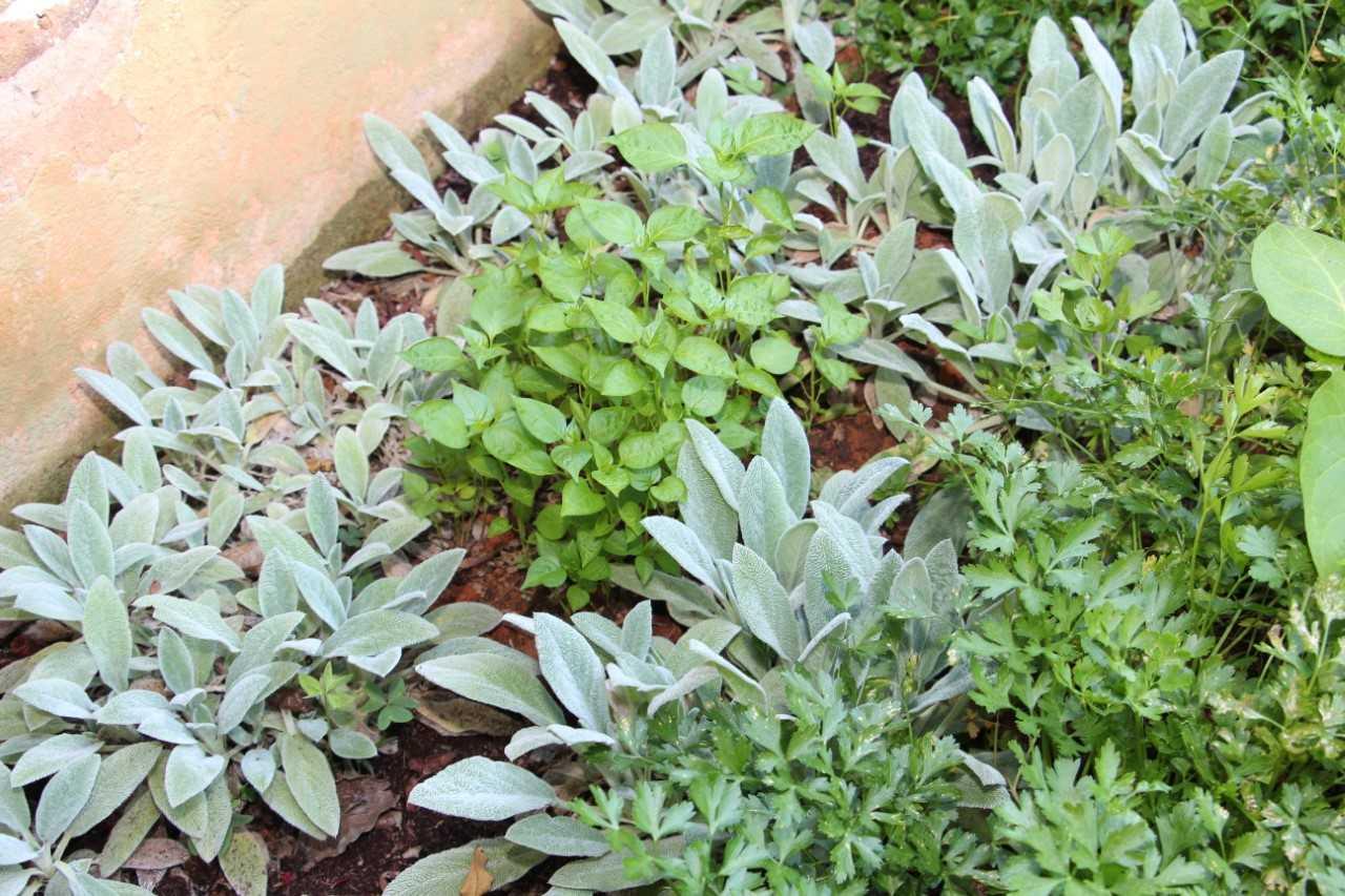 Ações da Epamig popularizam cultivo e consumo de hortaliças