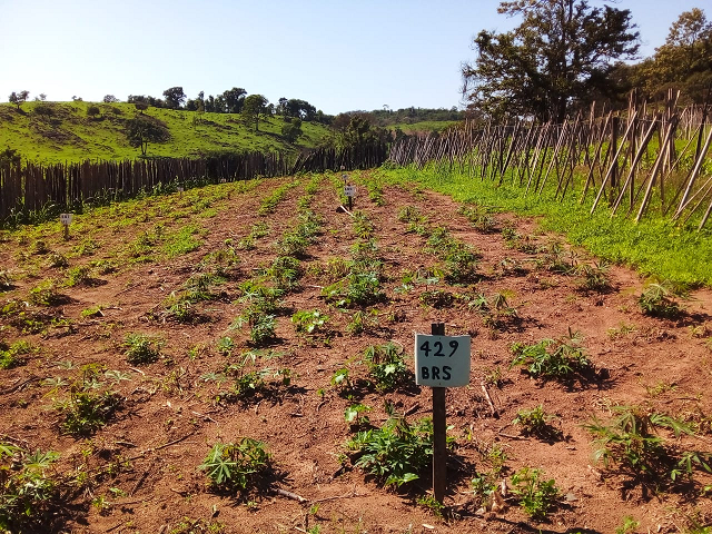 Agricultores familiares de Minas Gerais testam o cultivo de mandioca orgânica e biofortificada