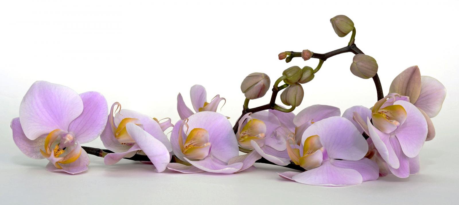 Epamig dá dicas para o cultivo de orquídeas