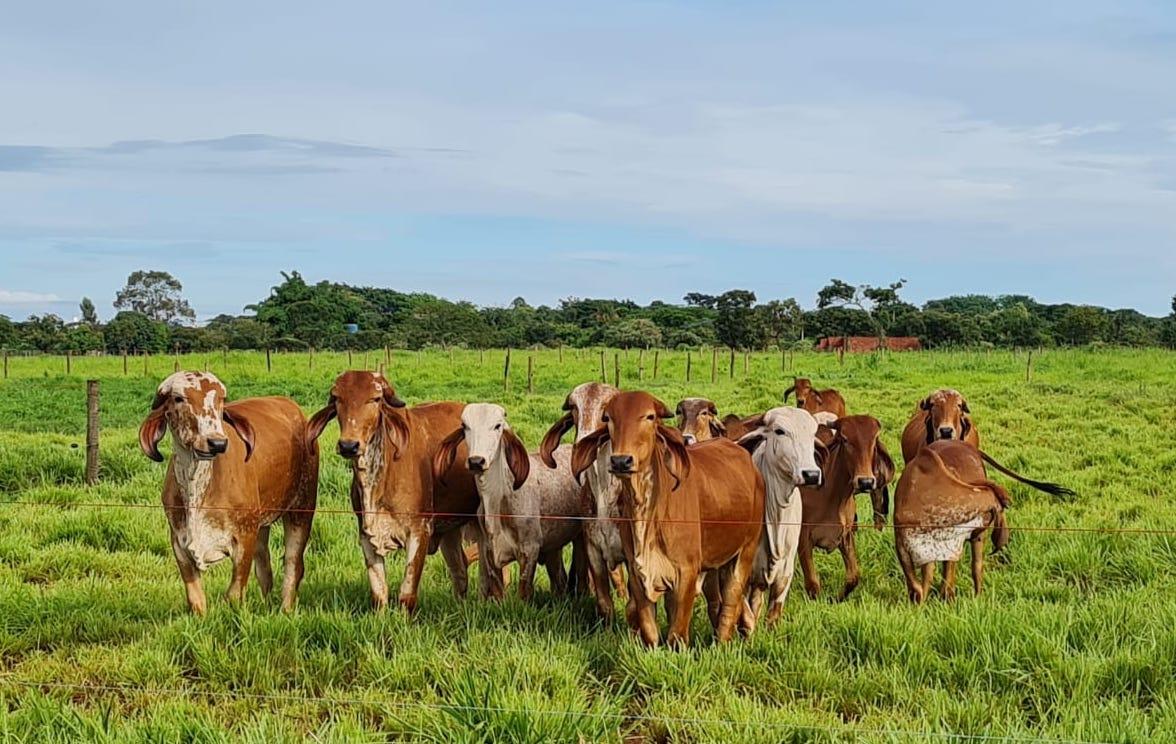 Epamig vai testar desempenho de bovinos da raça Gir Leiteiro em diferentes pastagens