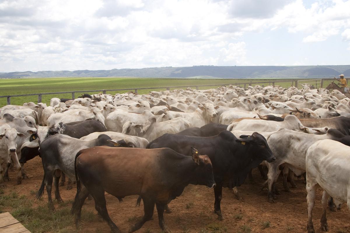 Defesa Sanitária Animal contribui para sanidade dos rebanhos mineiros