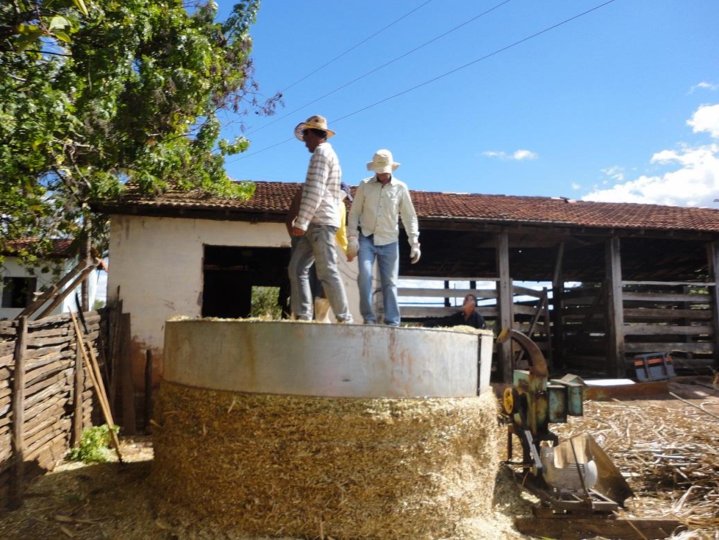 Silo cincho: opção de baixo custo para conservação de forragem na agricultura familiar