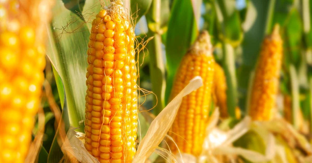 Menos milho na colheita: Mexe no preço?