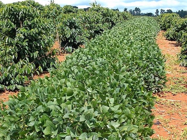 Plantio consorciado de café e soja traz bons resultados no Sul de Minas