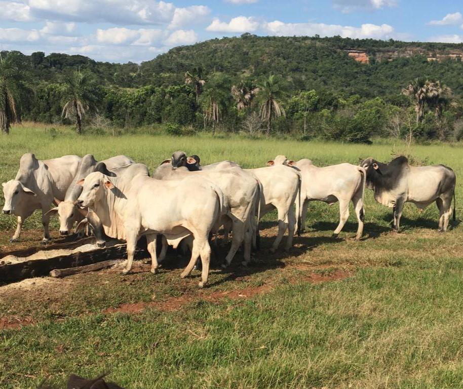 IMA publica portaria sobre credenciamento para venda de vacinas contra a febre aftosa