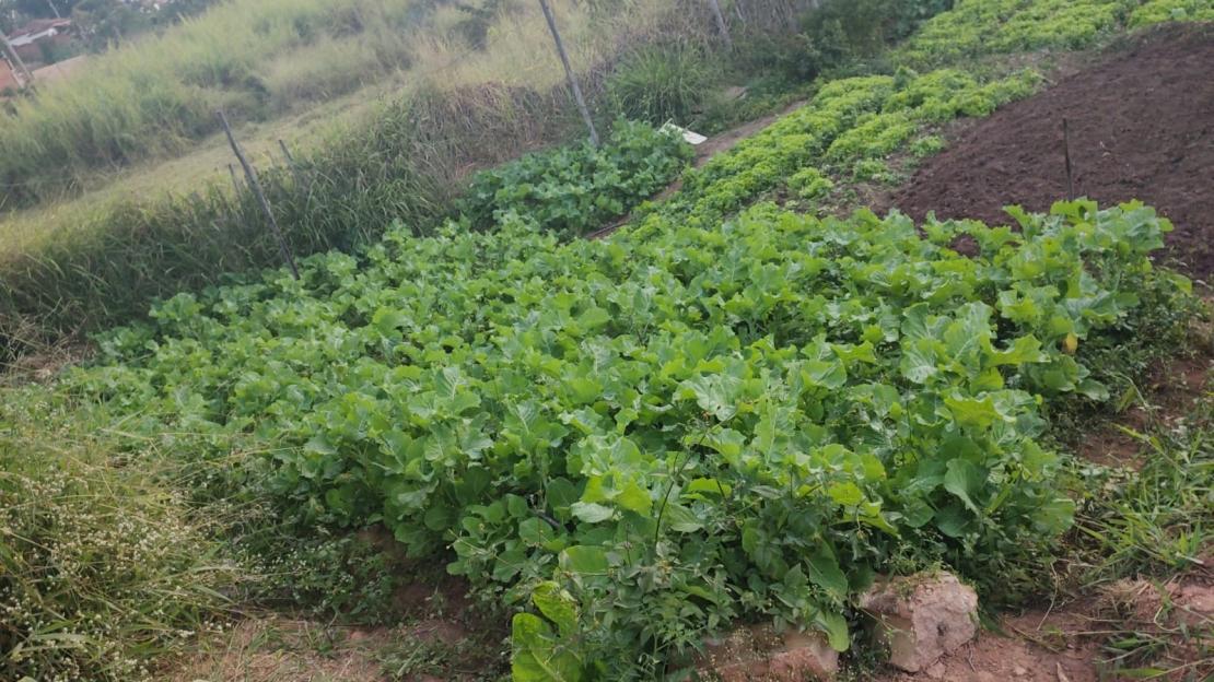 Minas Gerais receberá R$ 9 milhões em recursos federais para o Programa de Aquisição de Alimentos - PAA