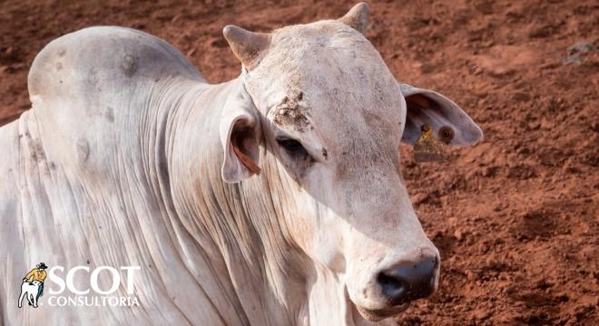 Estabilidade nas cotações da arroba para todas as categorias nas praças paulistas