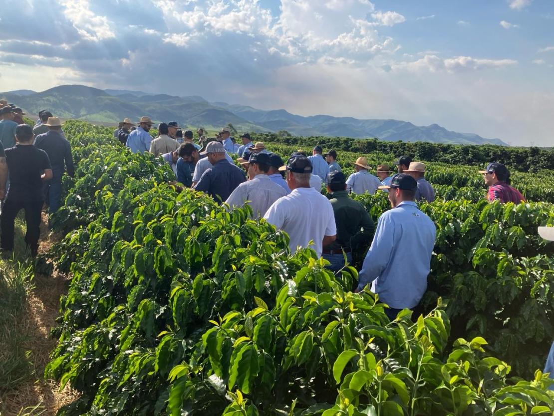 Epamig e Embrapa apresentam o desempenho de novas cultivares de café