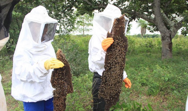 Abelhas (Foto: João de Melo/Empaer-MT/Fotos Públicas)