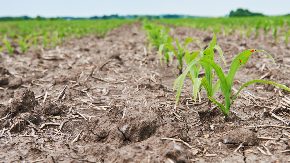 El Niño exige adaptação dos produtores para proteger próximas safras