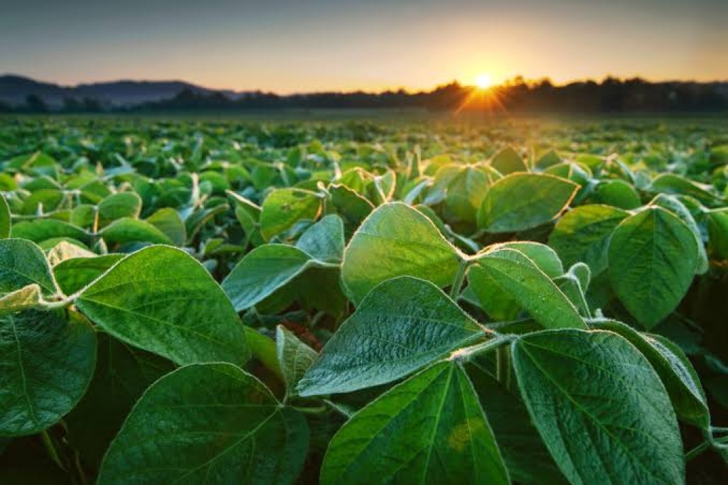 Agro define prioridades com foco em dívidas rurais, seguro e crédito