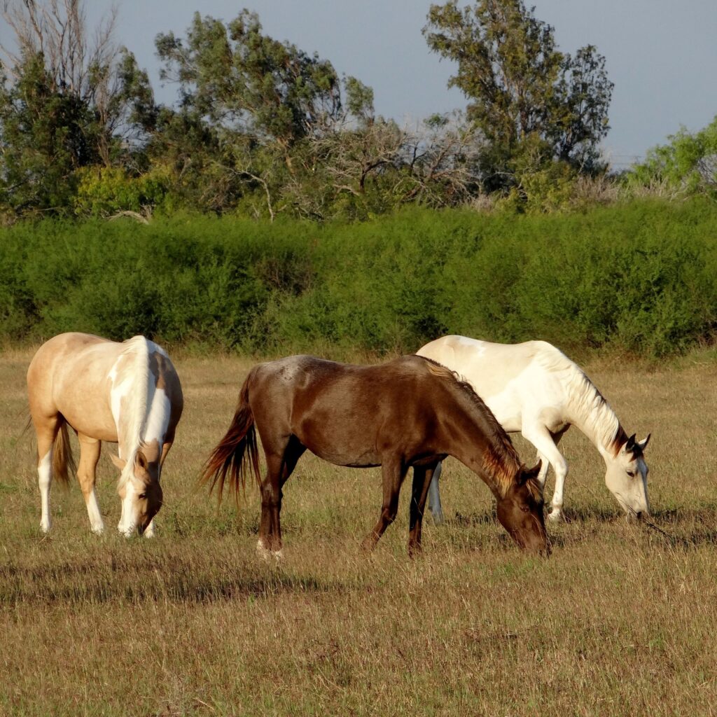 CNA apresentará novo retrato econômico do agronegócio do cavalo no Brasil